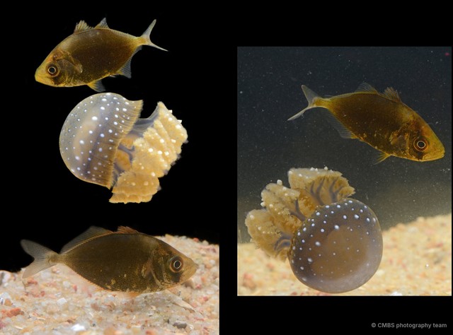 Actinopterygii sp. "JS-2368" • © CMBS photography team • All Rights Reserved