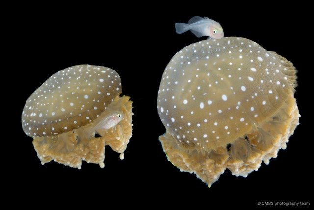 Actinopterygii sp. "JS-5104" • © CMBS photography team • All Rights Reserved
