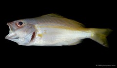 Actinopterygii sp. "SS-0773"
