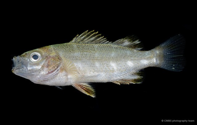 Actinopterygii sp. "SS-1455" • © CMBS photography team • All Rights Reserved