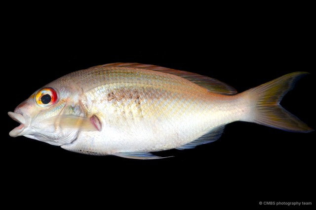 Actinopterygii sp. "SS-2110" • © CMBS photography team • All Rights Reserved