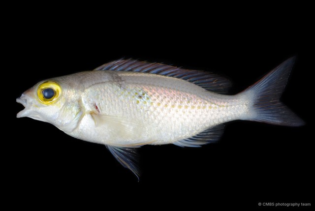 Actinopterygii sp. "SS-3704" • © CMBS photography team • All Rights Reserved