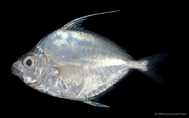 Actinopterygii sp. "SS-3713" • © CMBS photography team • All Rights Reserved