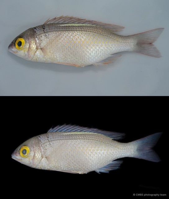 Actinopterygii sp. "SS-3716" • © CMBS photography team • All Rights Reserved
