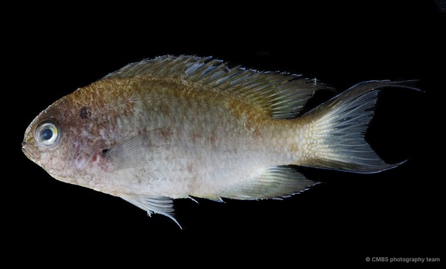 Actinopterygii sp. "SS-3753" • © CMBS photography team • All Rights Reserved