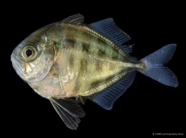 Actinopterygii sp. "SS-4802" • © CMBS photography team • All Rights Reserved