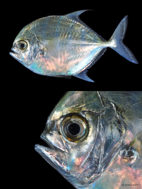 Actinopterygii sp. "striped silver dollar" • © Arthur Anker • All Rights Reserved