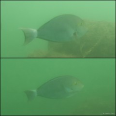 Acanthurus mata (Cuvier, 1829)