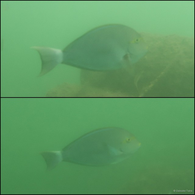 Acanthurus mata • © Daisuke Taira • All Rights Reserved