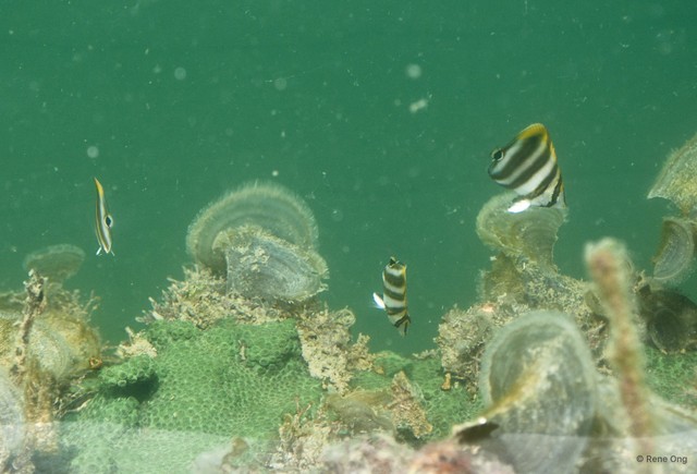 Chaetodontidae sp. "52cec097" • © Rene Ong • All Rights Reserved