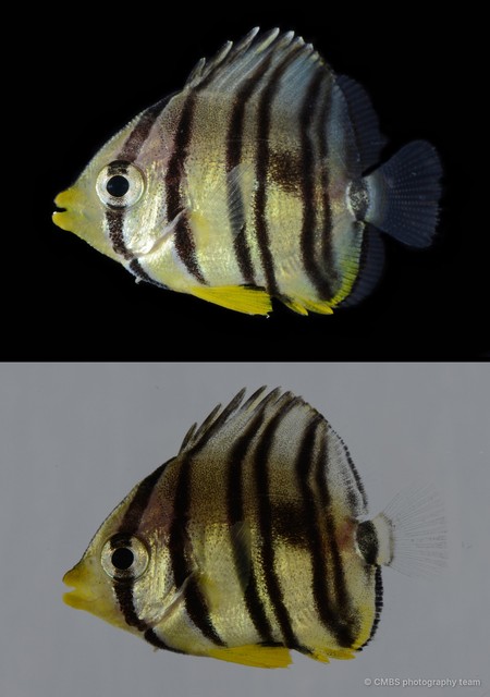 Chaetodontidae sp. "69cdc956" • © CMBS photography team • All Rights Reserved