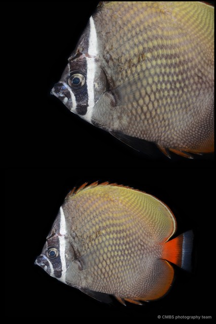 Chaetodon collare • © CMBS photography team • All Rights Reserved