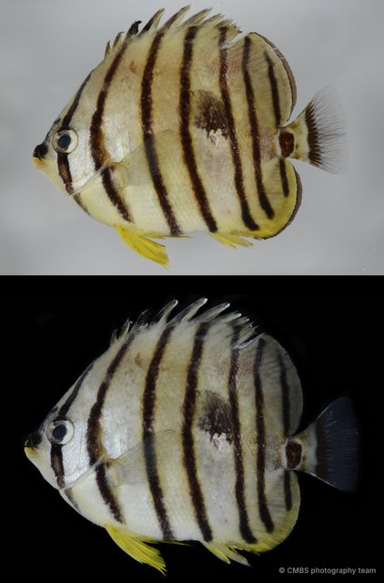 Chaetodon octofasciatus • © CMBS photography team • All Rights Reserved