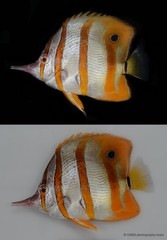 Chelmon rostratus