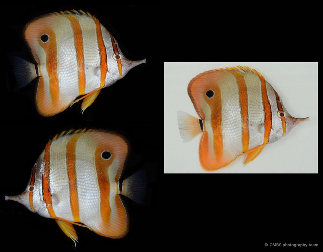 Chelmon rostratus