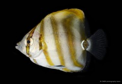 Parachaetodon ocellatus • © CMBS photography team • All Rights Reserved