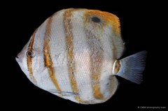 Parachaetodon ocellatus • © CMBS photography team • All Rights Reserved