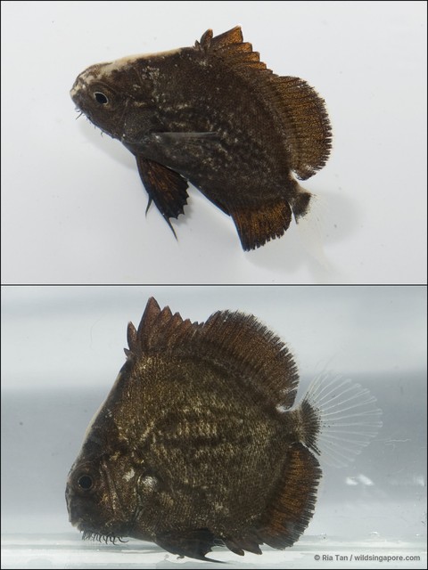 Drepane sp. "0c4fc540" • © Ria Tan • All Rights Reserved