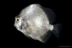 Drepane punctata