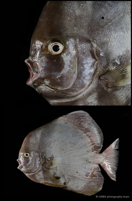 Ephippidae sp. "69cdc93f" • © CMBS photography team • All Rights Reserved