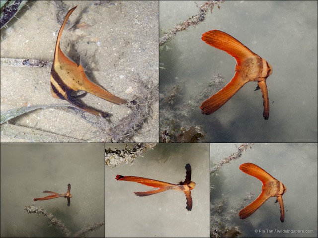 Platax sp. "0c4fc546" • © Ria Tan • All Rights Reserved