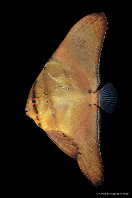 Platax orbicularis • © CMBS photography team • All Rights Reserved