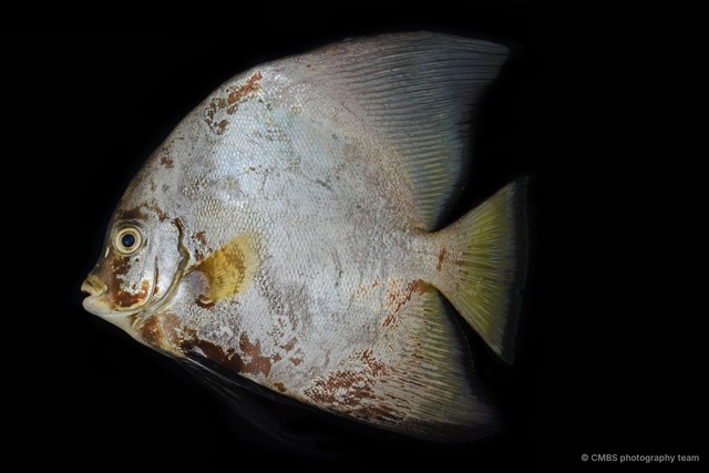 Platax pinnatus • © CMBS photography team • All Rights Reserved
