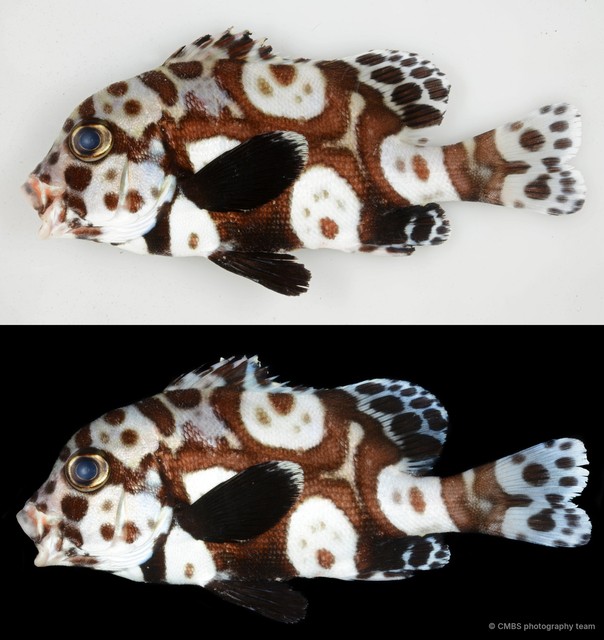 Plectorhinchus chaetodonoides • © CMBS photography team • All Rights Reserved
