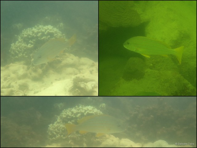 Plectorhinchus chrysotaenia