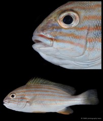 Plectorhinchus chrysotaenia • © CMBS photography team • All Rights Reserved