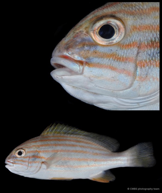 Plectorhinchus chrysotaenia • © CMBS photography team • All Rights Reserved