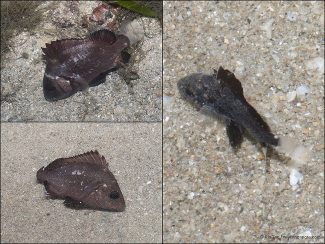 Plectorhinchus gibbosus • © Ria Tan • All Rights Reserved