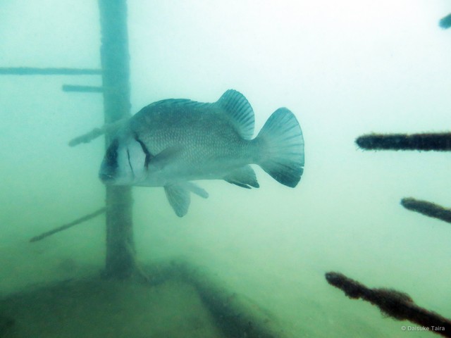 Plectorhinchus gibbosus