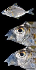 Leiognathidae sp. "JS-1852"