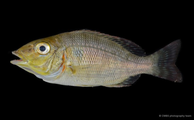 Lethrinus lentjan • © CMBS photography team • All Rights Reserved
