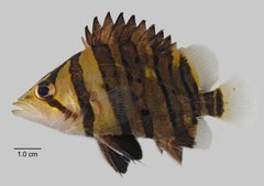 Datnioides microlepis