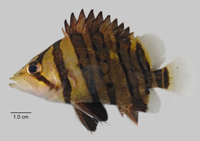 Datnioides microlepis • © Yi Youguang • All Rights Reserved