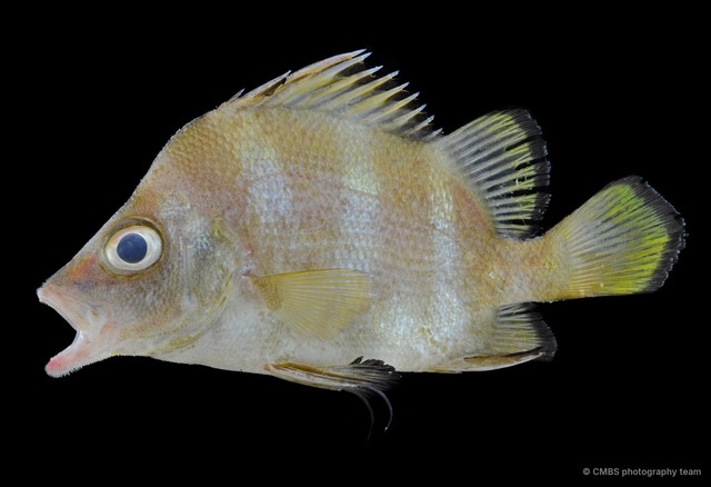 Hapalogenys analis • © CMBS photography team • All Rights Reserved