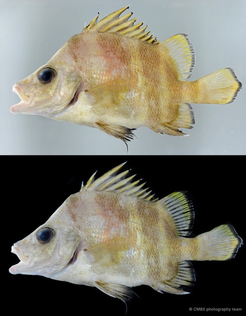 Hapalogenys analis