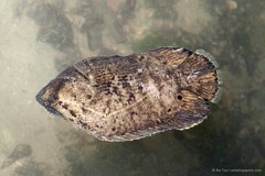 Lobotes surinamensis • © Ria Tan • All Rights Reserved