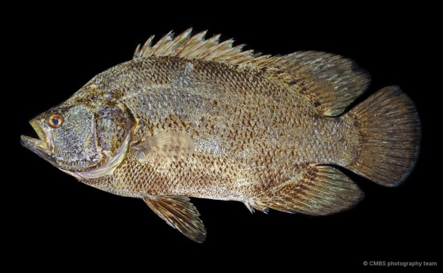 Lobotes surinamensis • © CMBS photography team • All Rights Reserved