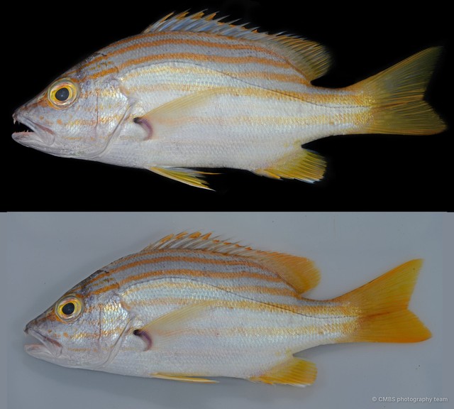 Lutjanus carponotatus • © CMBS photography team • All Rights Reserved