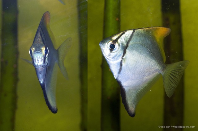 Monodactylus argenteus • © Ria Tan • All Rights Reserved