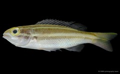 Pentapodus bifasciatus • © CMBS photography team • All Rights Reserved