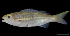 Pentapodus bifasciatus • © CMBS photography team • All Rights Reserved