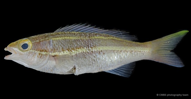 Pentapodus bifasciatus