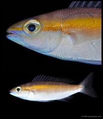 Pentapodus setosus • © CMBS photography team • All Rights Reserved