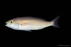 Pentapodus setosus • © CMBS photography team • All Rights Reserved