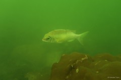 Scolopsis margaritifera (Cuvier, 1830)