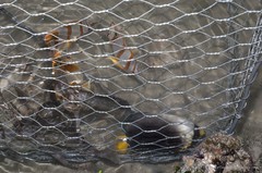 Chaetodontoplus mesoleucus • © Ria Tan • All Rights Reserved